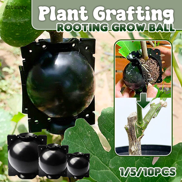 Plant Grafting Rooting Grow Ball